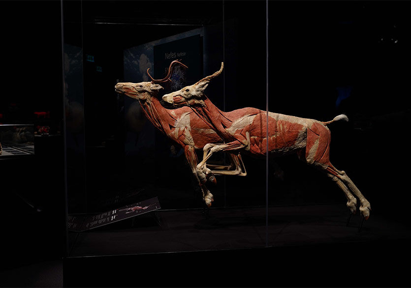 “Body Worlds: Animal Inside Out-Gerçek Hayvanların Anatomi Sergisi” HUPALUPA Expo’da