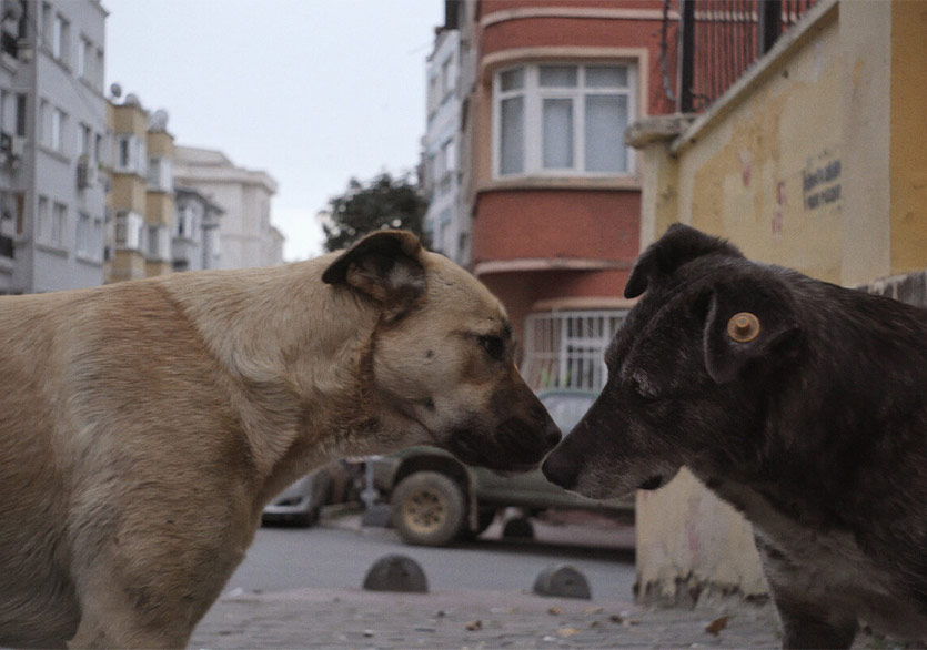 İstanbul’un Sokak Köpekleri Belgeseli “Stray” 4 Eylül’de Küçükçiftlik Bahçe’de