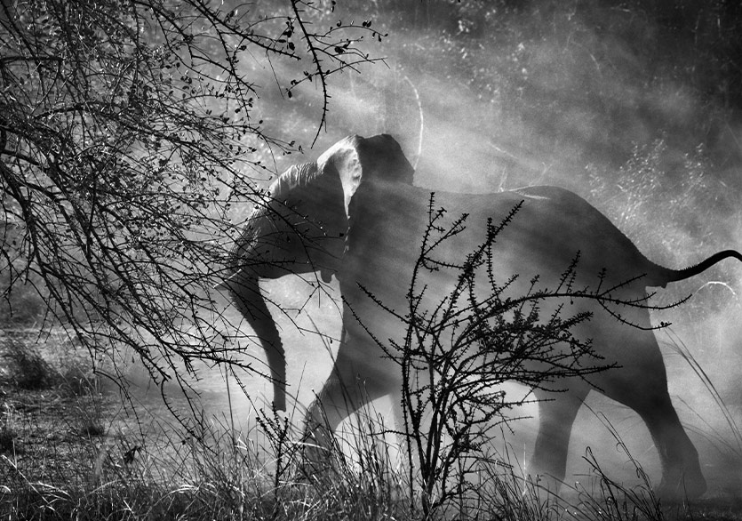 212 Photography Istanbul’dan Sebastião Salgado Sergisi