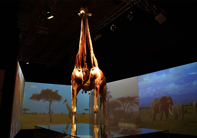 “Body Worlds: Animal Inside Out-Gerçek Hayvanların Anatomi Sergisi” HUPALUPA Expo’da