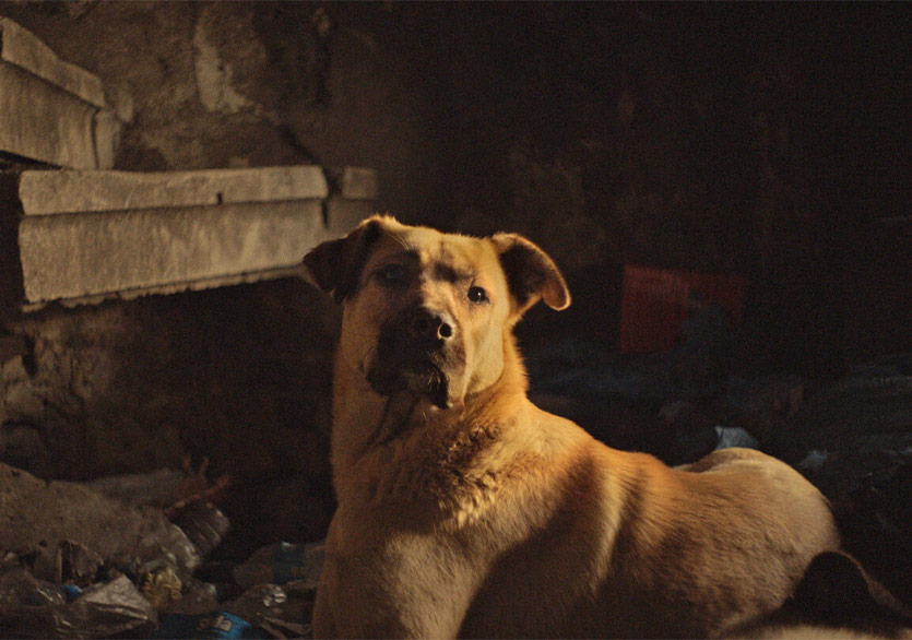 İstanbul’un Sokak Köpekleri Belgeseli “Stray” 4 Eylül’de Küçükçiftlik Bahçe’de