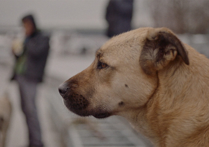 İstanbul’un Sokak Köpekleri Belgeseli “Stray” 4 Eylül’de Küçükçiftlik Bahçe’de