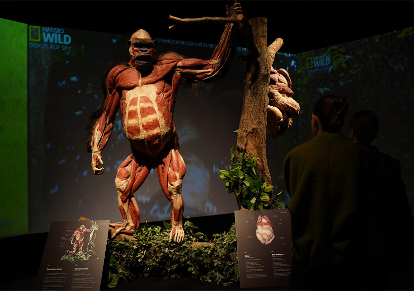 “Body Worlds: Animal Inside Out-Gerçek Hayvanların Anatomi Sergisi” HUPALUPA Expo’da