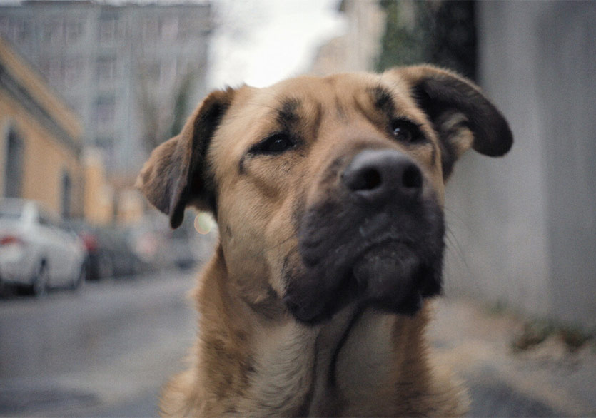 İstanbul’un Sokak Köpekleri Belgeseli “Stray” 4 Eylül’de Küçükçiftlik Bahçe’de