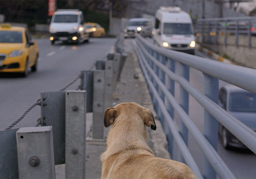 İstanbul’un Sokak Köpekleri Belgeseli “Stray” 4 Eylül’de Küçükçiftlik Bahçe’de