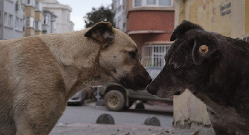 İstanbul’un Sokak Köpekleri Belgeseli “Stray” 4 Eylül’de Küçükçiftlik Bahçe’de